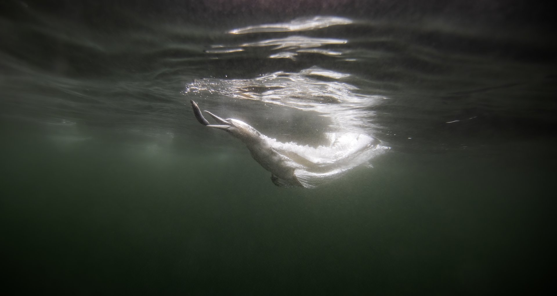 Northern gannets diving in water at Bass Rock